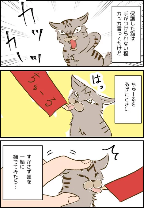 保護した子猫、さっそくデレる⑨  ブログはこちら→ https://t.co/0XAuJFkWlz #保護猫 #子猫 