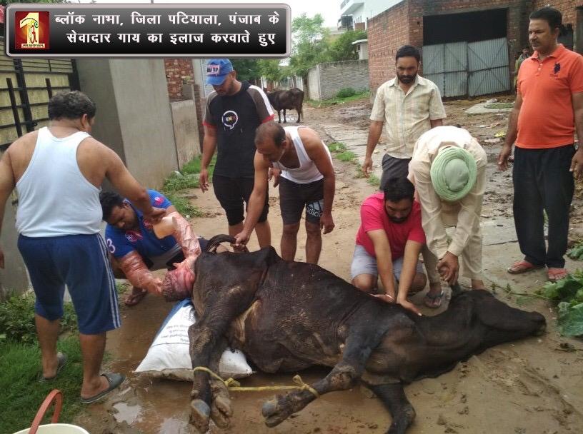 Mahi20024's tweet photo. #ProtectingTheVoiceless

Dera Sacha Sauda followers helps the voiceless animals and birds on the pious guidance of @Gurmeetramrahim https://t.co/ZdaiNheUuz
