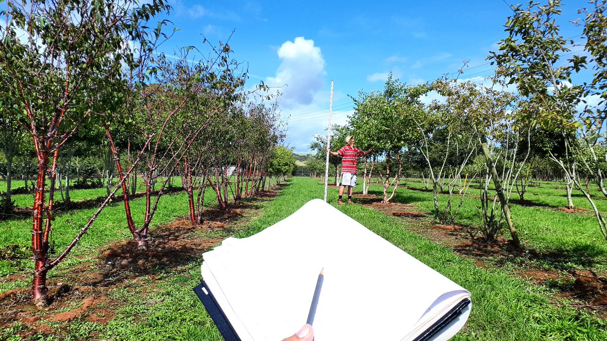 NewWoodTrees's tweet photo. Stock take time @NewWoodTrees ... boring but essential #ukgrown #multistem #fieldgrown #specimentrees https://t.co/JEUoFh7Opg