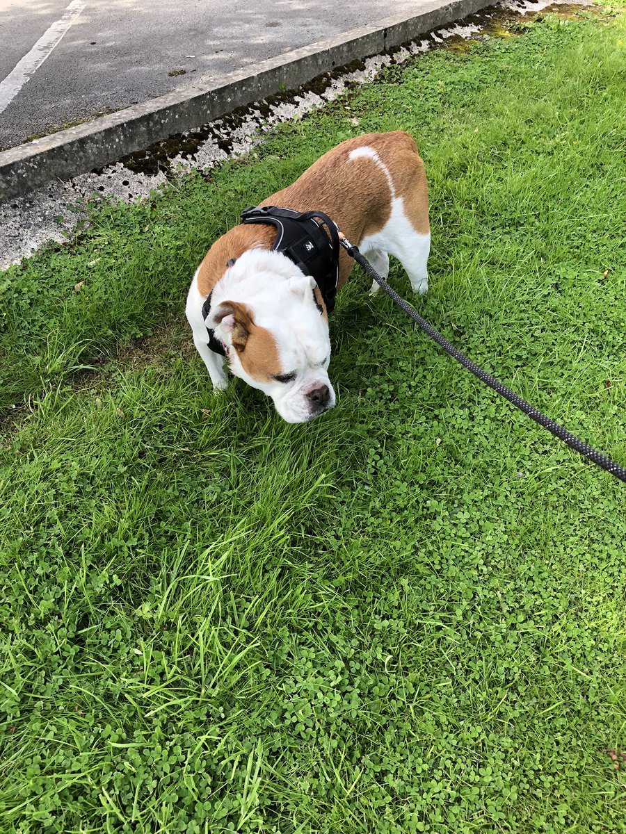 saz1420's tweet photo. No gym today, but had a couple of short walks with this delinquent! #AHPsActive #WeActiveChallenge2019 #ASBOdog https://t.co/JIa5XjnYd7