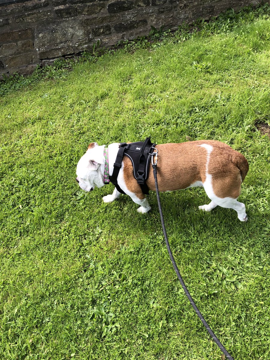 saz1420's tweet photo. No gym today, but had a couple of short walks with this delinquent! #AHPsActive #WeActiveChallenge2019 #ASBOdog https://t.co/JIa5XjnYd7