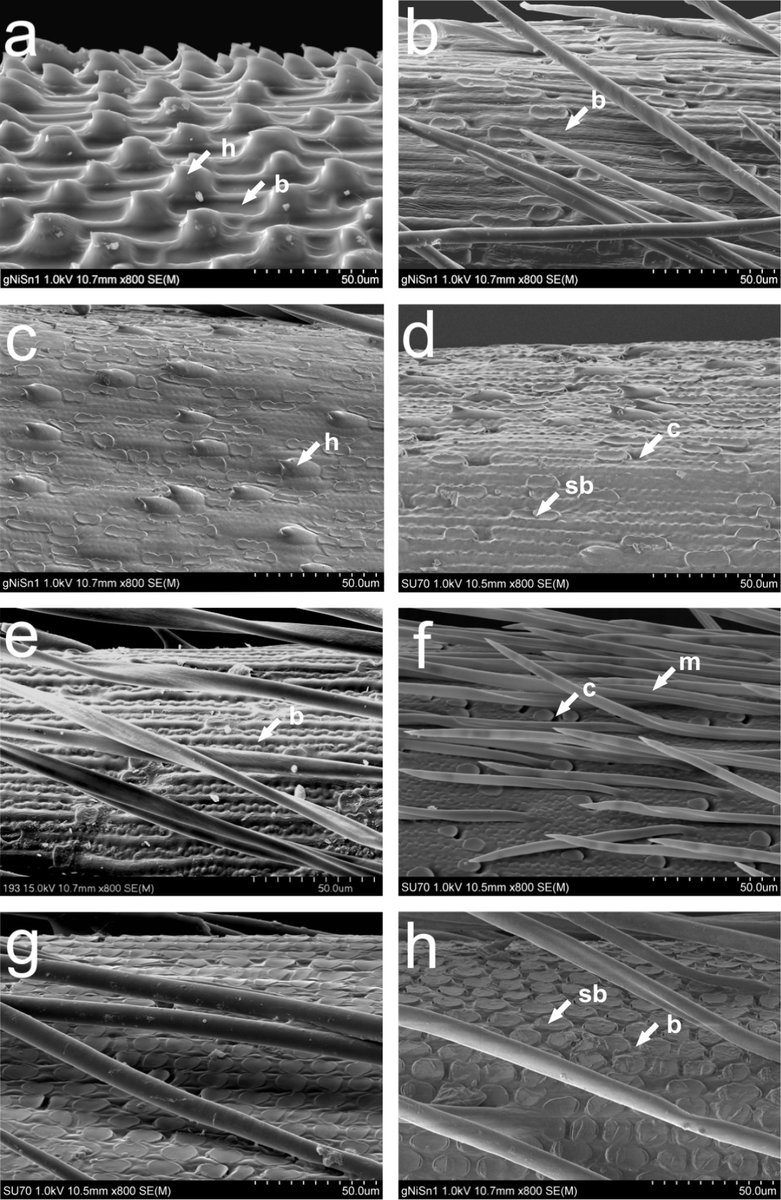 PhytoKeys's tweet photo. A new annotated checklist for the feather grasses in Nepal provides new insights distribution and habitat for all Nepalese species.
Paper: https://t.co/OwElGsMHIj
#FeatherGrass #Poaceae #Flora #Biodiversity https://t.co/nkrWlzxWpE