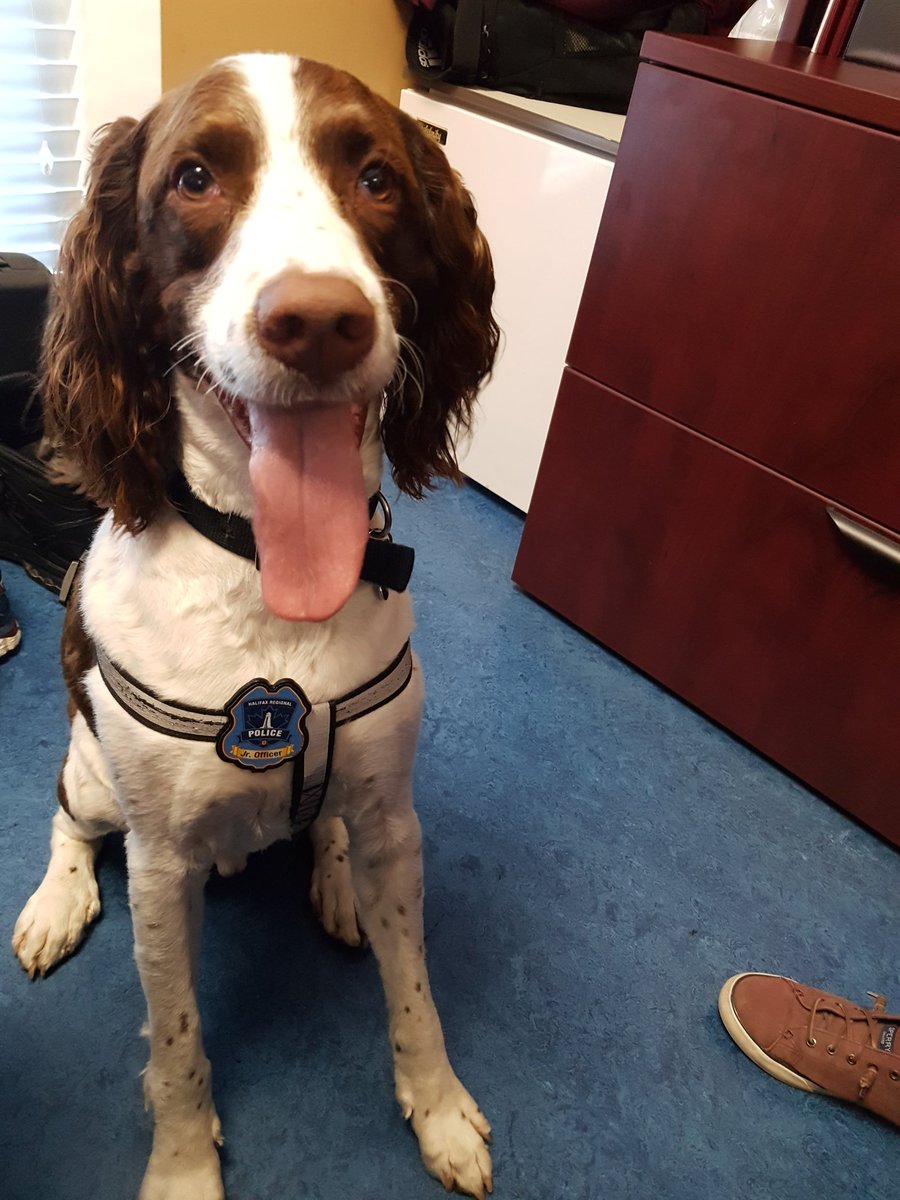 InspRichardLane's tweet photo. Since he was a puppy Copper wanted to be a police K9, today he was in for a visit and received his Jr. Police Badge https://t.co/QtCv2Tvokq