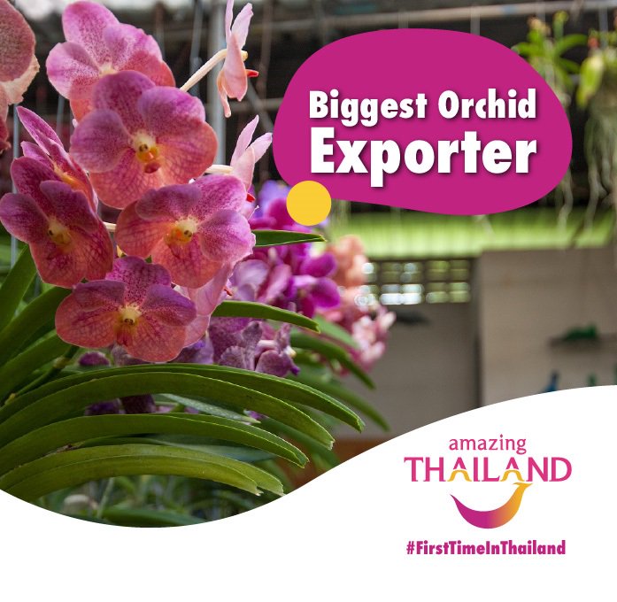 thailandsa's tweet photo. #FirstTimeInThailand Did you know Thailand is the world's number 1 orchid exporter. #amazingthailandsouthafrica #thailand #orchids #orchidaceae #orchidshare https://t.co/7nT533sbGL