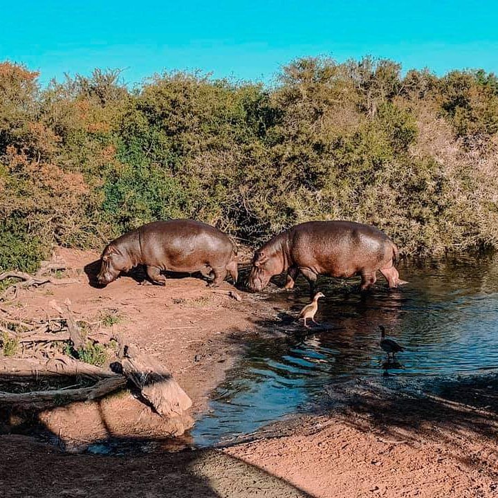 African_Campus's tweet photo. It's #TerrestrialTuesday!

"There is an eagle in me that wants to soar, and there is a hippopotamus in me that wants to wallow in the mud." Carl Sandburg

Great capture of these hippos leaving the watering hole, at the game reserve our interns visited during their time with us. https://t.co/SmcXjM7Zo4