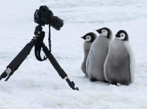 ペンギンは警戒心がなさすぎる カメラマンに近づいてくるのがかわいい 話題の画像プラス