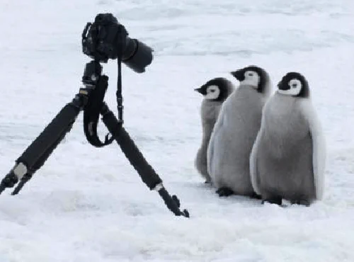 ペンギンは警戒心がなさすぎる！？カメラマンに近づいてくるのがかわいい！！