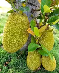 arbolespe's tweet photo. #Yaca (Aryhocarpus heterophylus) o #Panapen, familia de las Moraceaes  árbol nacional de Indonesia, similar al árbol del pan, perennifolio, hojas pequeñas, fruto enorme de mas de 30 kilos,  avistado en  en Sabana de Uchire, es el árbol de las siete frutas, de sorprendente sabor https://t.co/trSGQEWUdw