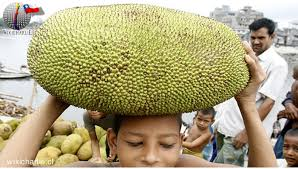 arbolespe's tweet photo. #Yaca (Aryhocarpus heterophylus) o #Panapen, familia de las Moraceaes  árbol nacional de Indonesia, similar al árbol del pan, perennifolio, hojas pequeñas, fruto enorme de mas de 30 kilos,  avistado en  en Sabana de Uchire, es el árbol de las siete frutas, de sorprendente sabor https://t.co/trSGQEWUdw