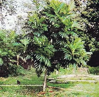 arbolespe's tweet photo. #Yaca (Aryhocarpus heterophylus) o #Panapen, familia de las Moraceaes  árbol nacional de Indonesia, similar al árbol del pan, perennifolio, hojas pequeñas, fruto enorme de mas de 30 kilos,  avistado en  en Sabana de Uchire, es el árbol de las siete frutas, de sorprendente sabor https://t.co/trSGQEWUdw