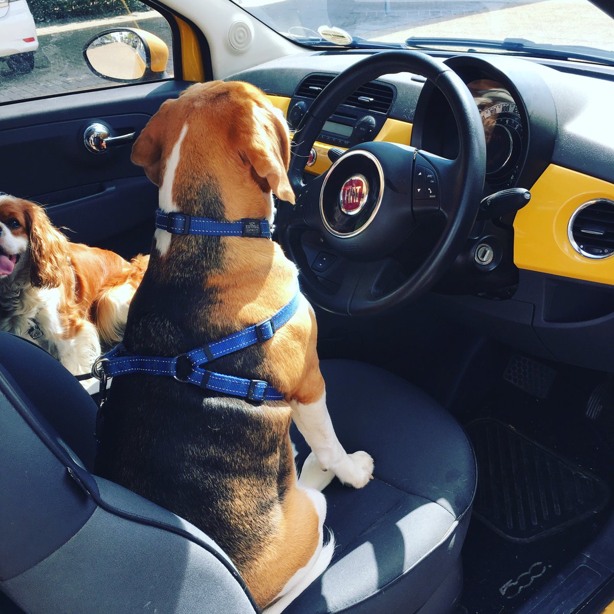 BeagleInMind's tweet photo. Get in loser, we're chasing cats.
How do you travel with your dogs in the car? https://t.co/TuDEbcgsE4