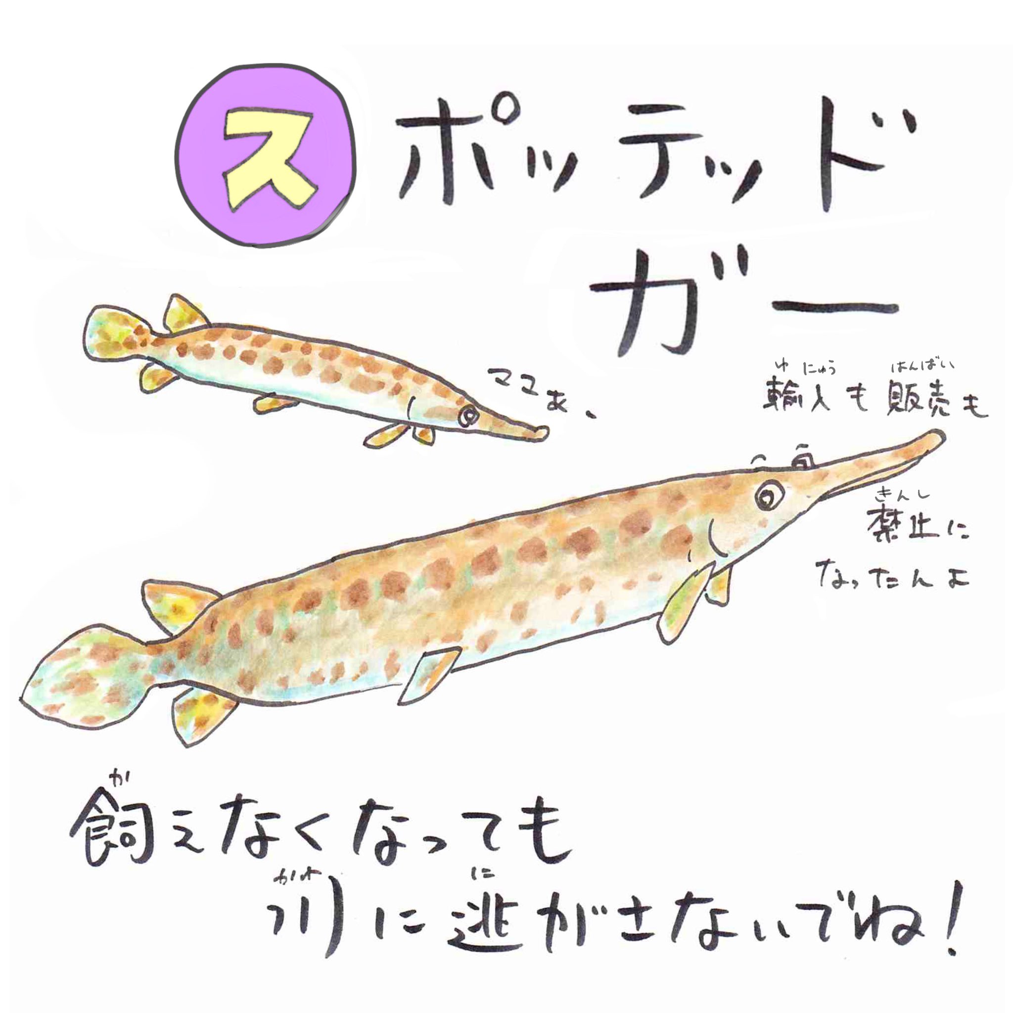 Twitter 上的 さかなのおにいさん かわちゃん ス スポッテッドガー 少し前までどこの熱帯魚屋さんでも売ってたこの魚 川や池に逃がす人が増えたために販売も飼育も禁止になりました 金魚もメダカも 飼えなくなっても逃したらダメだよ あいうえお