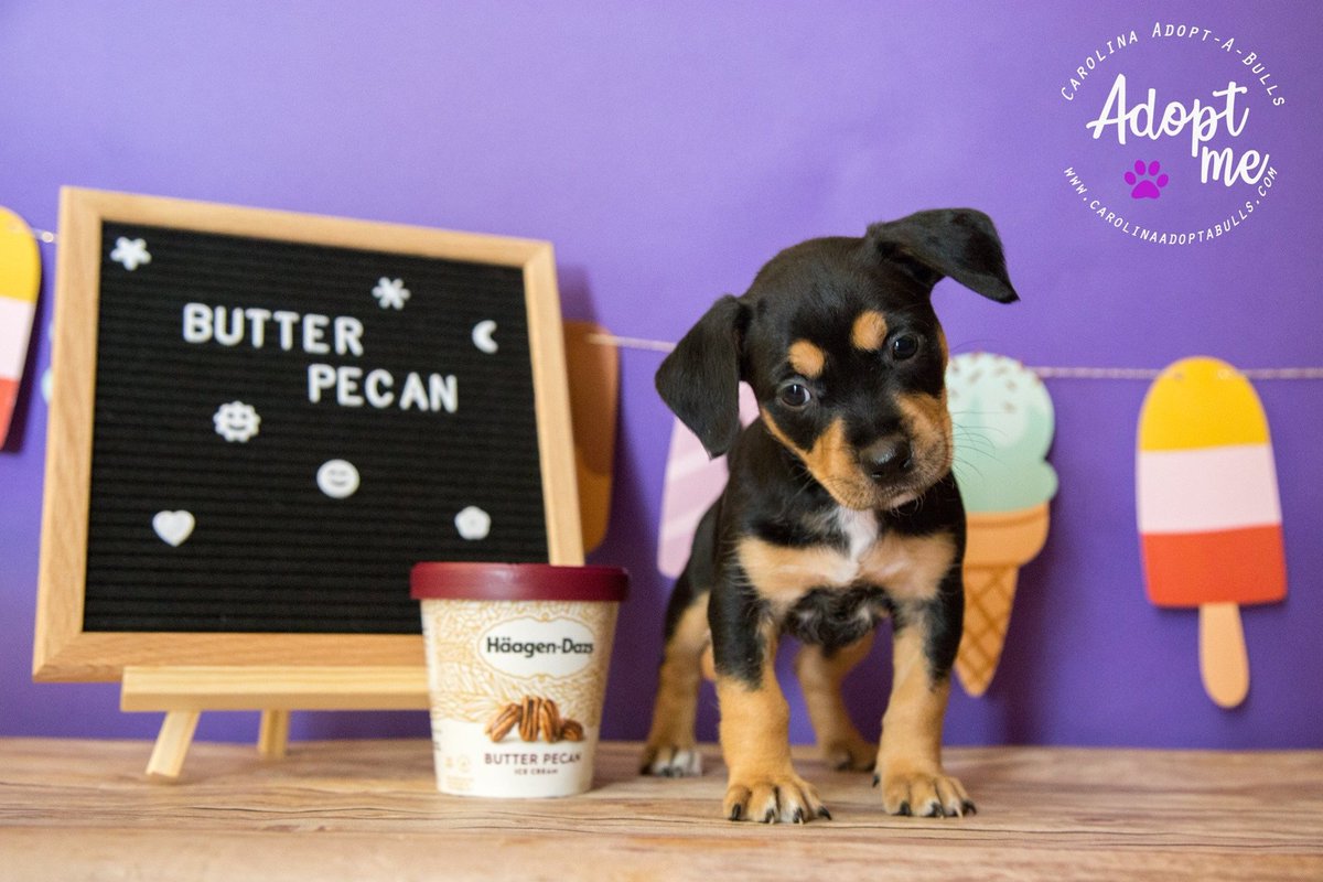 CAB_Rescue's tweet photo. I scream...you scream...we all scream for ice cream!  Butter Pecan is now available for adoption!  https://t.co/HXn6U9S5t6
#AdoptDontShop #icecreamlover #butterpecan
#pitbulllover https://t.co/kTa360qcbI