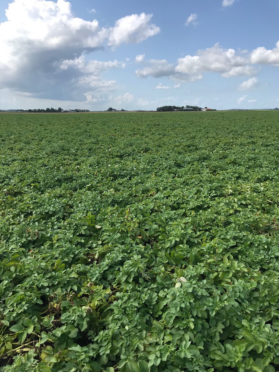 Innovator bezig met de eindsprint #planticiperen