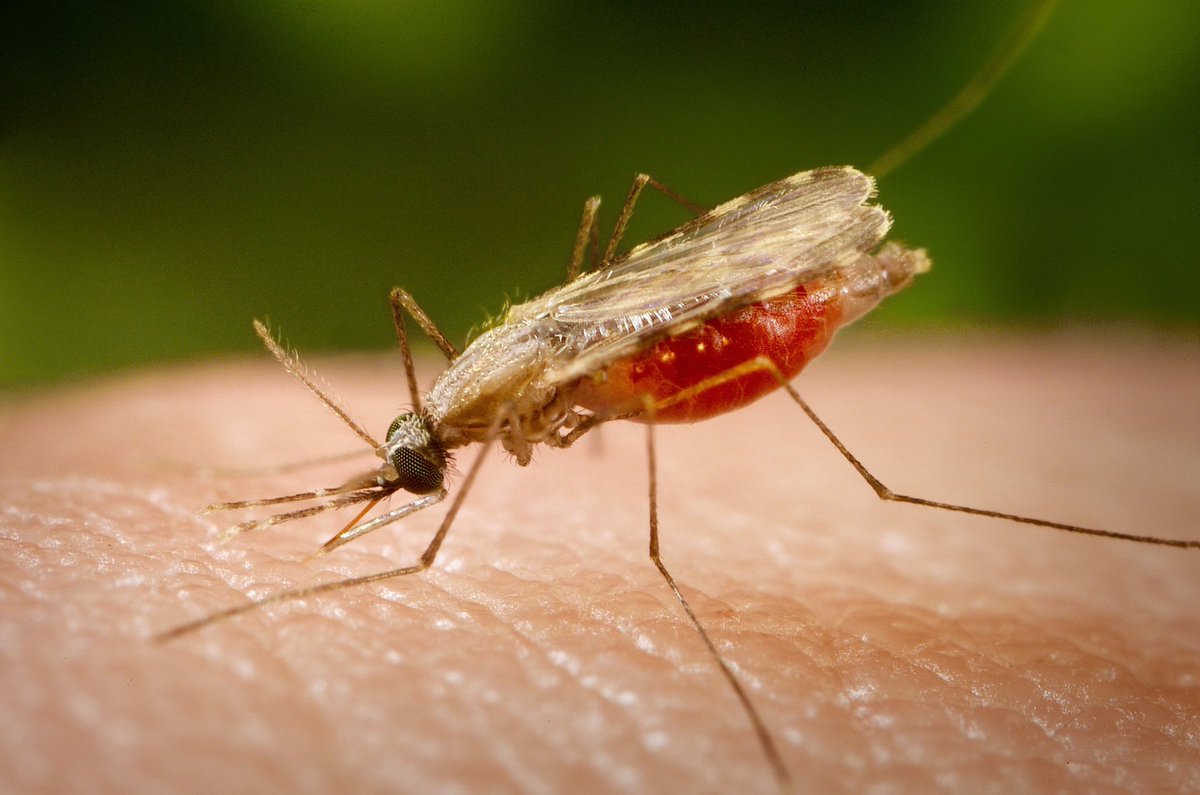 #WorldMosquitoDay: Here Are 5 Images Warning You About Number One Global Killer Insect

Click: naijaloveinfo.com/worldmosquitod…

@DrJoeAbah @FMHMobile @Fmohnigeria @Gidi_Traffic 

#HealthyLiving #Mosquito #TuesdayThoughts #TuesdayMotivation #TuesdayMorning #Mosquitoday #HealthyLife