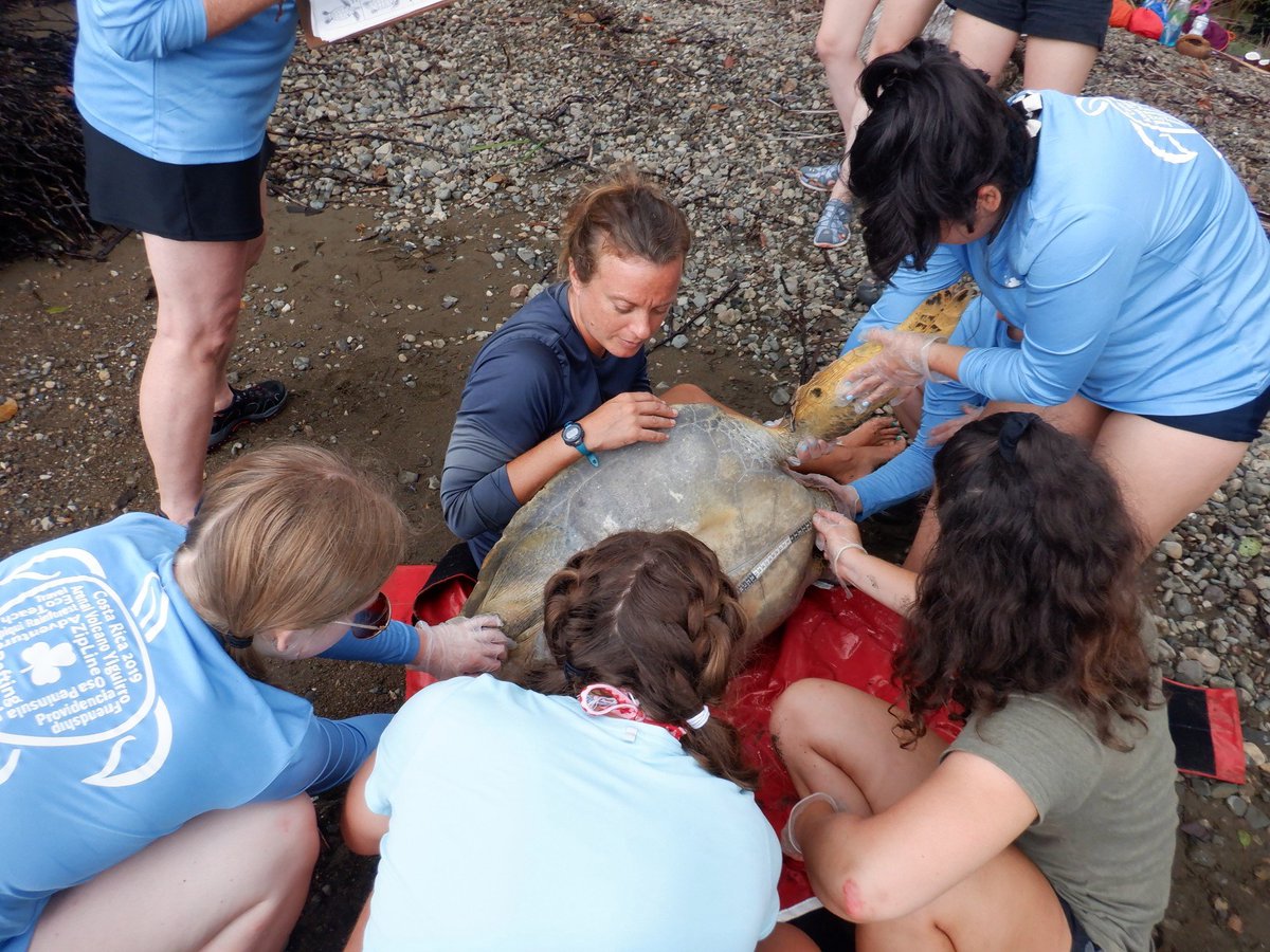 wagggsworld's tweet photo. It's always amazing to see the contributions that our Girl Guides and Girl Scouts are making to the world every day. This group spent their time in Costa Rica researching and saving sea turtles with a local partner. #amazing #TeamGirl #GirlGuidesofInstagram. https://t.co/TjseqsQKz0