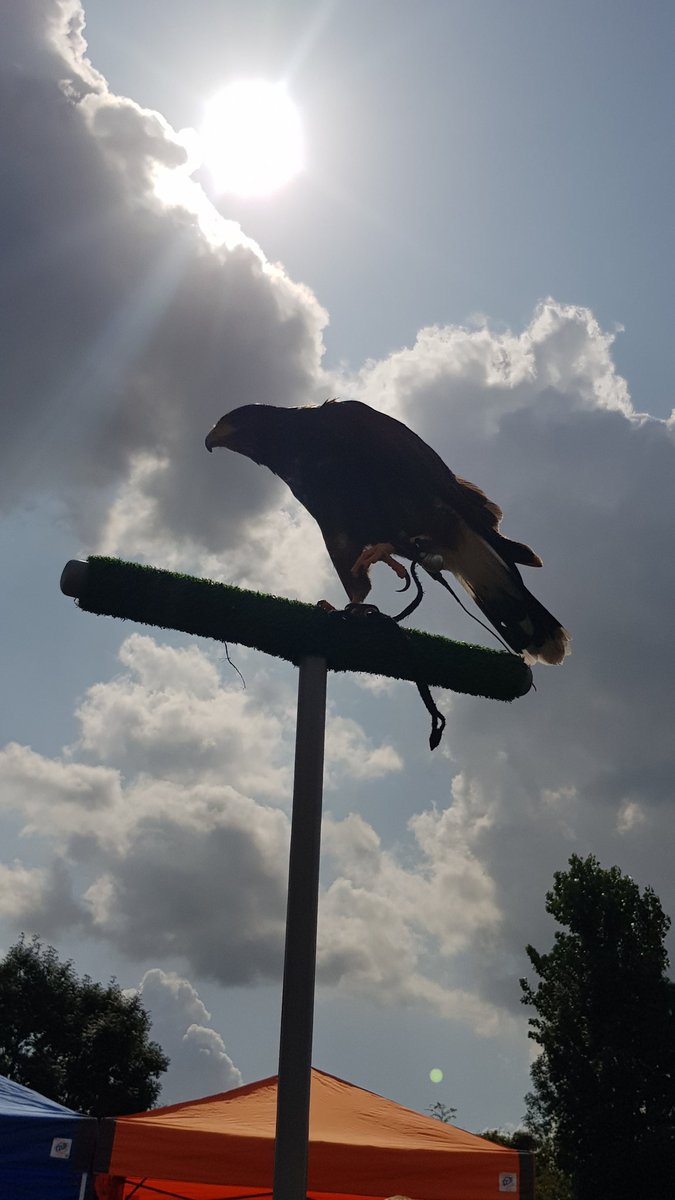Kinderdorp's tweet photo. Er gebeurt zoveel op Kinderdorp vandaag, we houden het bijna niet meer bij! Burgemeester @GemeenteEde René Verhulst heeft Kinderdorpburgemeester Tom gehuldigd én er lopen ineens wel heel vreemde kippen op ons terrein... #kinderdorpbennekom https://t.co/FIbtVEBPuS