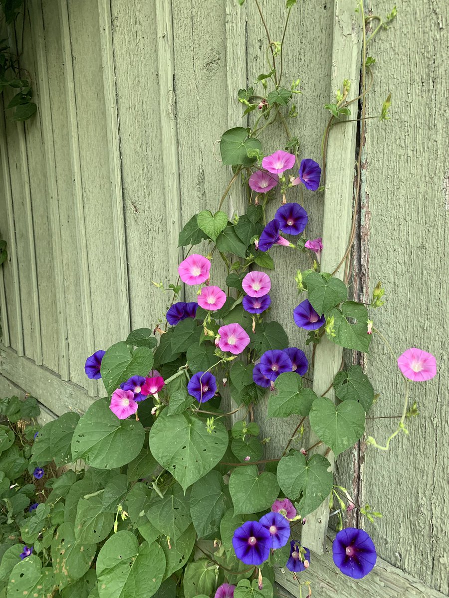 msprolesmartin's tweet image. Ah! #MorningGlories #IHaveAProblem #StetWalk