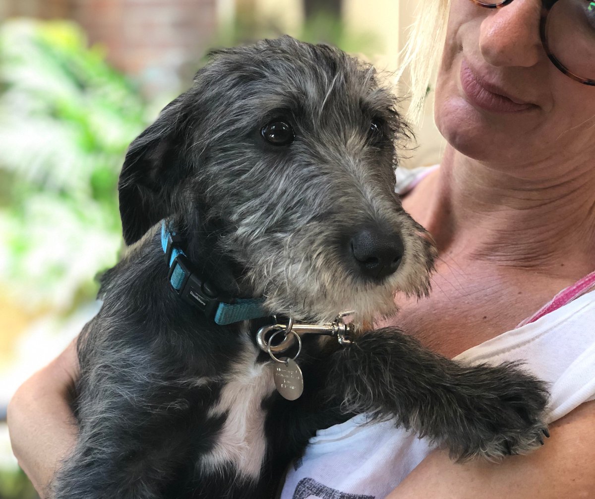 pascalestore's tweet image. not only do we have absolutely cracking homewares here at Pascale but we also have a lot of good boys and girls who come into our store, desperately in need of head scritches. If you don't come in for the homewares, come in for the #dogsofnewstreetmarket