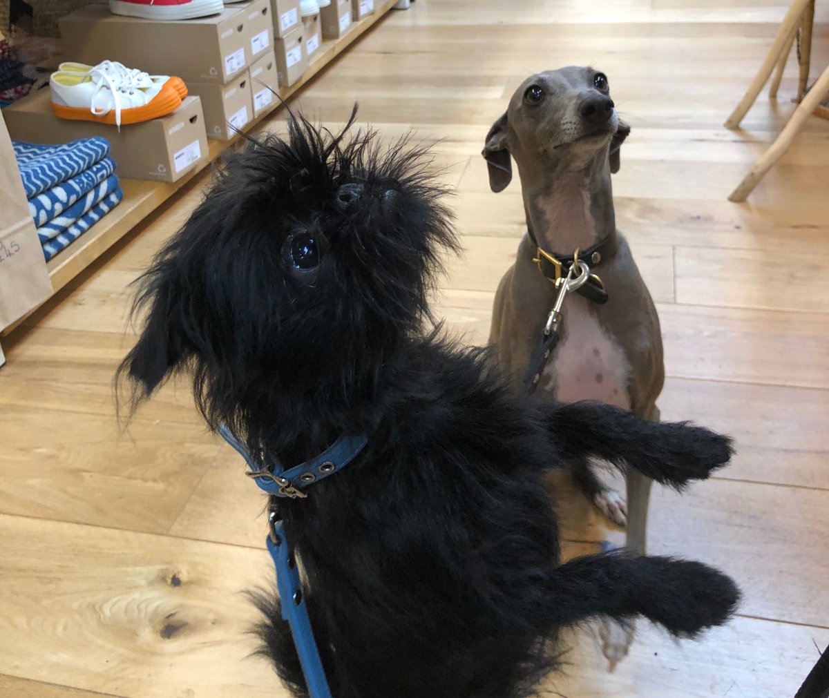 pascalestore's tweet image. not only do we have absolutely cracking homewares here at Pascale but we also have a lot of good boys and girls who come into our store, desperately in need of head scritches. If you don't come in for the homewares, come in for the #dogsofnewstreetmarket