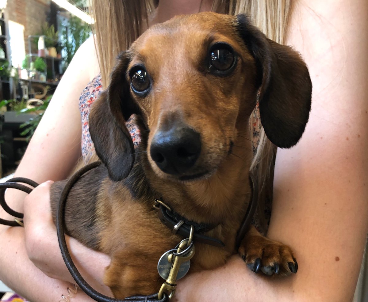 pascalestore's tweet image. not only do we have absolutely cracking homewares here at Pascale but we also have a lot of good boys and girls who come into our store, desperately in need of head scritches. If you don't come in for the homewares, come in for the #dogsofnewstreetmarket