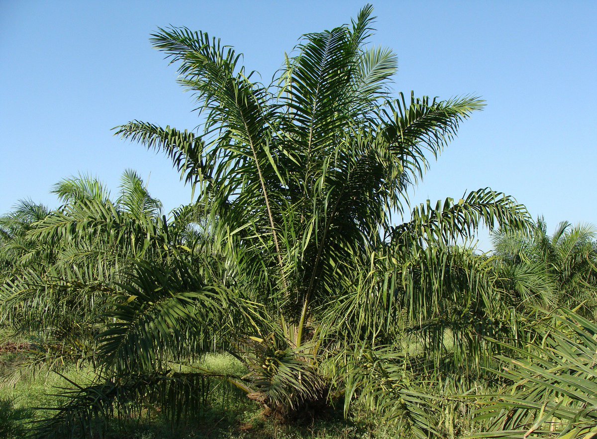 YESIUoY's tweet photo. Researchers from the @SensorProgramme suggest connected areas of high-quality forest running through oil palm plantations could support higher levels of biodiversity https://t.co/sfBSSGyT4P @JaneHillYork @sascriven @BritishEcolSoc @JAppliedEcology #YESISupportedProject https://t.co/to5QPfpHyP