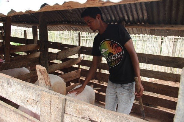 Herizo Andriamifidy nous raconte comment un jeune père a suivi une formation techn. en porciculture. Au lieu d'attendre l'arrivée du kit d'installation fourni dans le cadre du programme FORMAPROD, il a décidé d'acheter les quatre porcelets nécessaires. 
cgspace.cgiar.org/handle/10568/1…