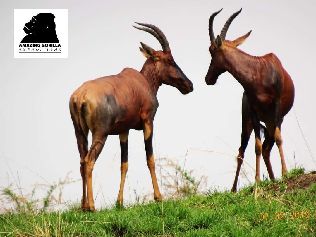Amazing Gorilla The Topi Is A Highly Social And Fast Antelope Subspecies Of The Common Tsessebe Which Belongs To The Genus Damaliscus They Are Found In The Savannas Semi Deserts And