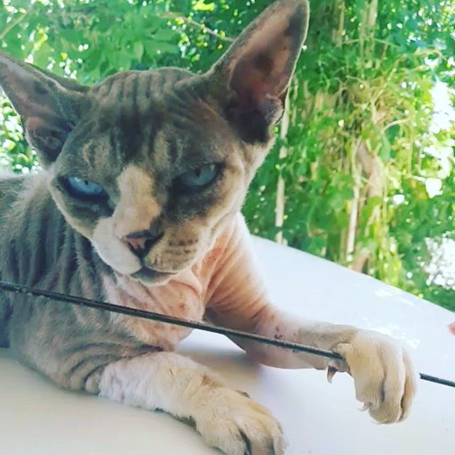 Mad_Hatter_Jim's tweet image. Just chillin’ .
.
#devonrex #devonrexcats #catsofinstagram ift.tt/33Lxfgu