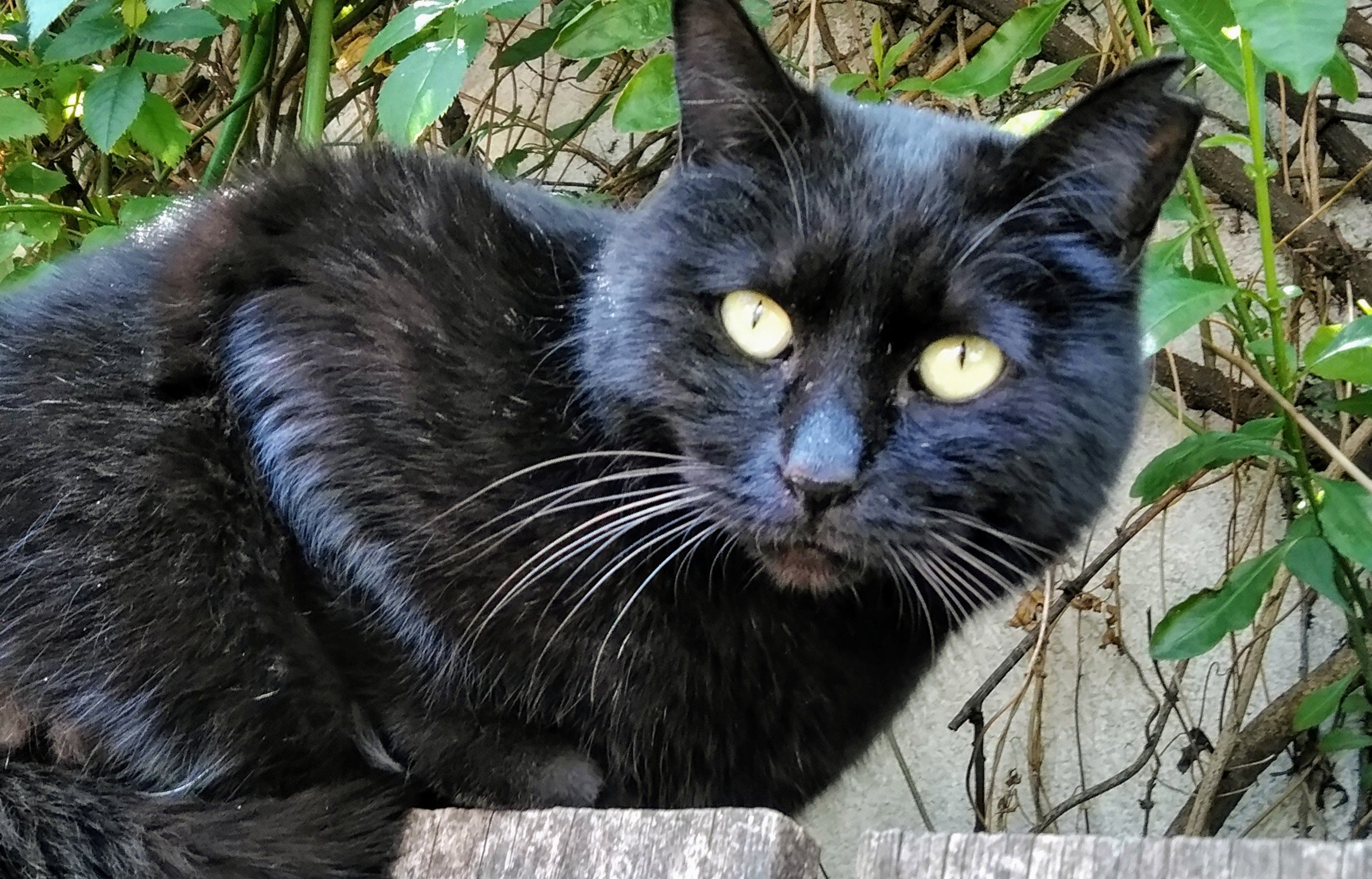 明日は ねこの郵便局開店するって いまline来た 神楽坂 ねこの郵便局 黒猫 情報通 午後1時から4時30分 黒猫一時保護の 19 08 神楽坂ねこの郵便局というなまえのお店