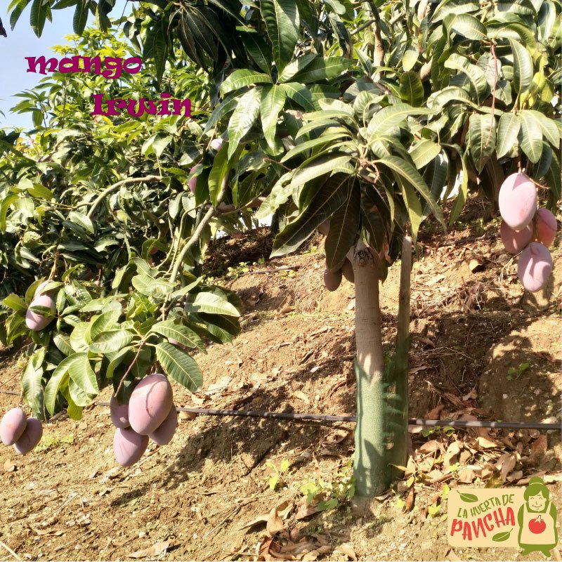 Desde hoy ya está disponible en #LaHuertaDePancha nuestro #sabroso #mango #irwin 🥭. No te quedes sin #disfrutar de su inigualable #sabor. Directo de nuestros campos de #LaAxarquía a tu mesa 😋

bit.ly/2Yq6XBs
