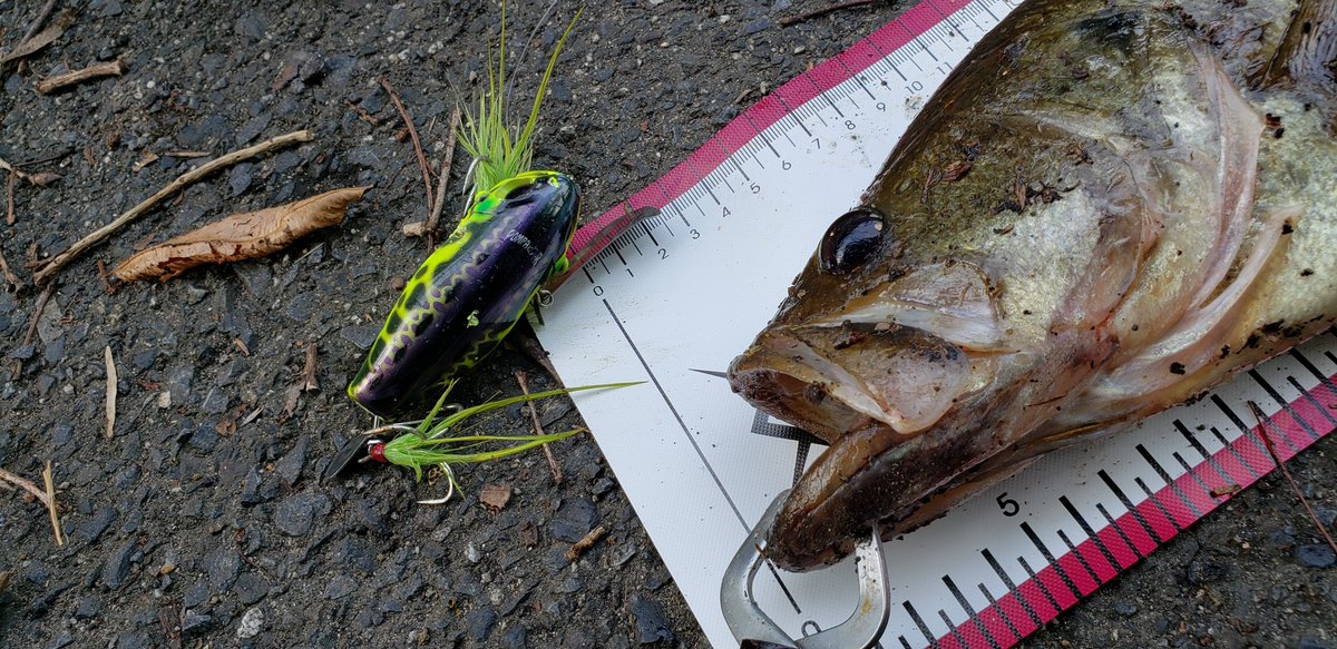 JESMR_FISHING's tweet photo. 激しい水しぶきと同時に水面が割れビックリしましたΣ(ﾟдﾟ；)
動画にバッチリ収めれましたので編集していきまする😏羽根モノ最高(((o(*ﾟ▽ﾟ*)o)))✌︎︎(´ °∀︎°`)✌︎︎
#バス釣り #ポンパドール #jackall #bassfishing #ランカーバス https://t.co/sJjG7tE9Ht