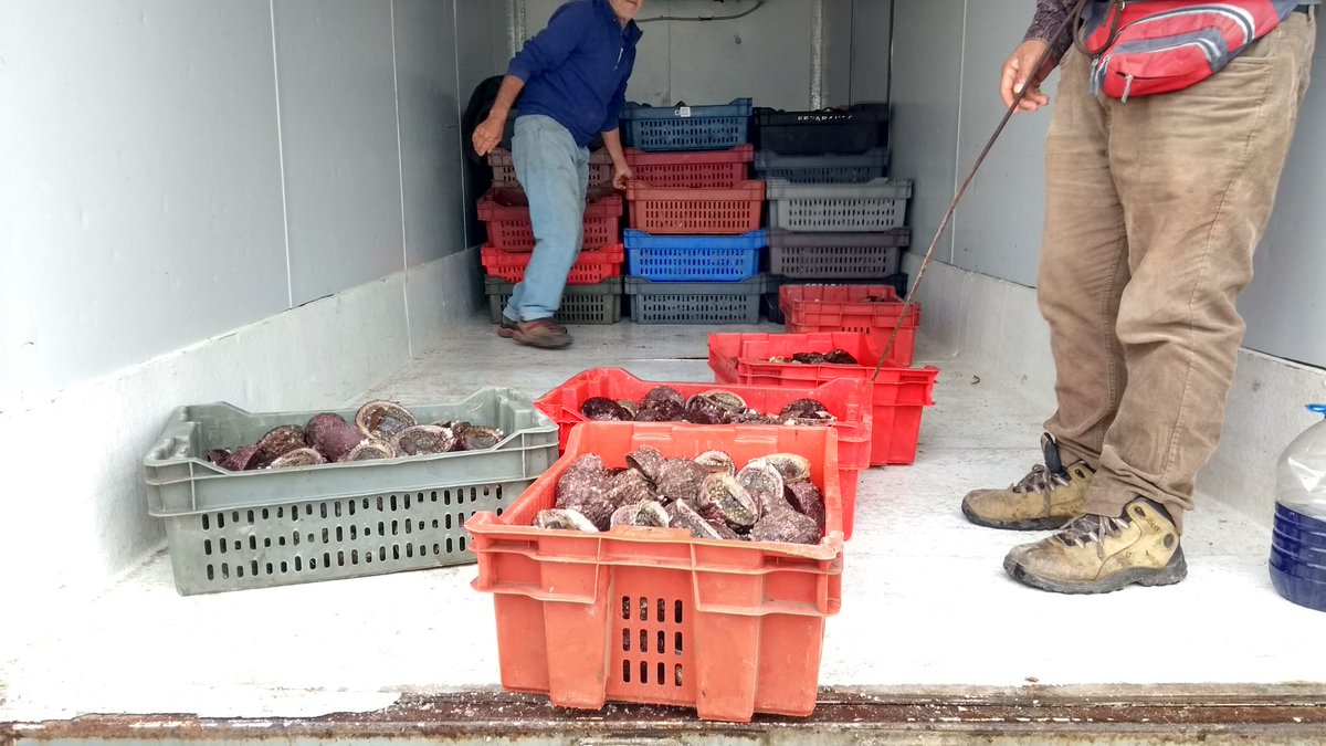 BITECMA's tweet photo. Realizamos #Repoblamiento de Loco (Concholepas concholepas) en #CaletaLasConchas #LosVilos.
Además, marcamos 300 ejemplares para realizar estudio de crecimiento y desplazamiento.
Proyecto @aminerals
#BITECMA: @CesarPedrini Hugo, Lorena, Armando y Darwin.
#pescaartesanal https://t.co/tTKo6Vx8VD