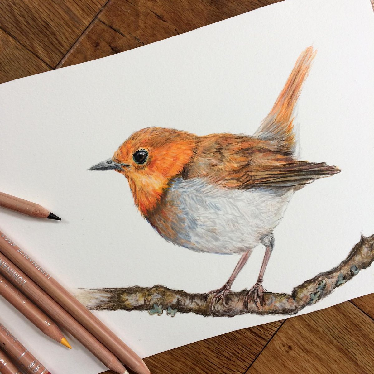 For my first official tweet it felt appropriate to share some recent bird illustrations I have been working on! They were all drawn with #carandacheluminance pencils on #rivesbfk paper :-) #art #twitterart #illustrationart #birds #britishwildlife #nature #lovenature