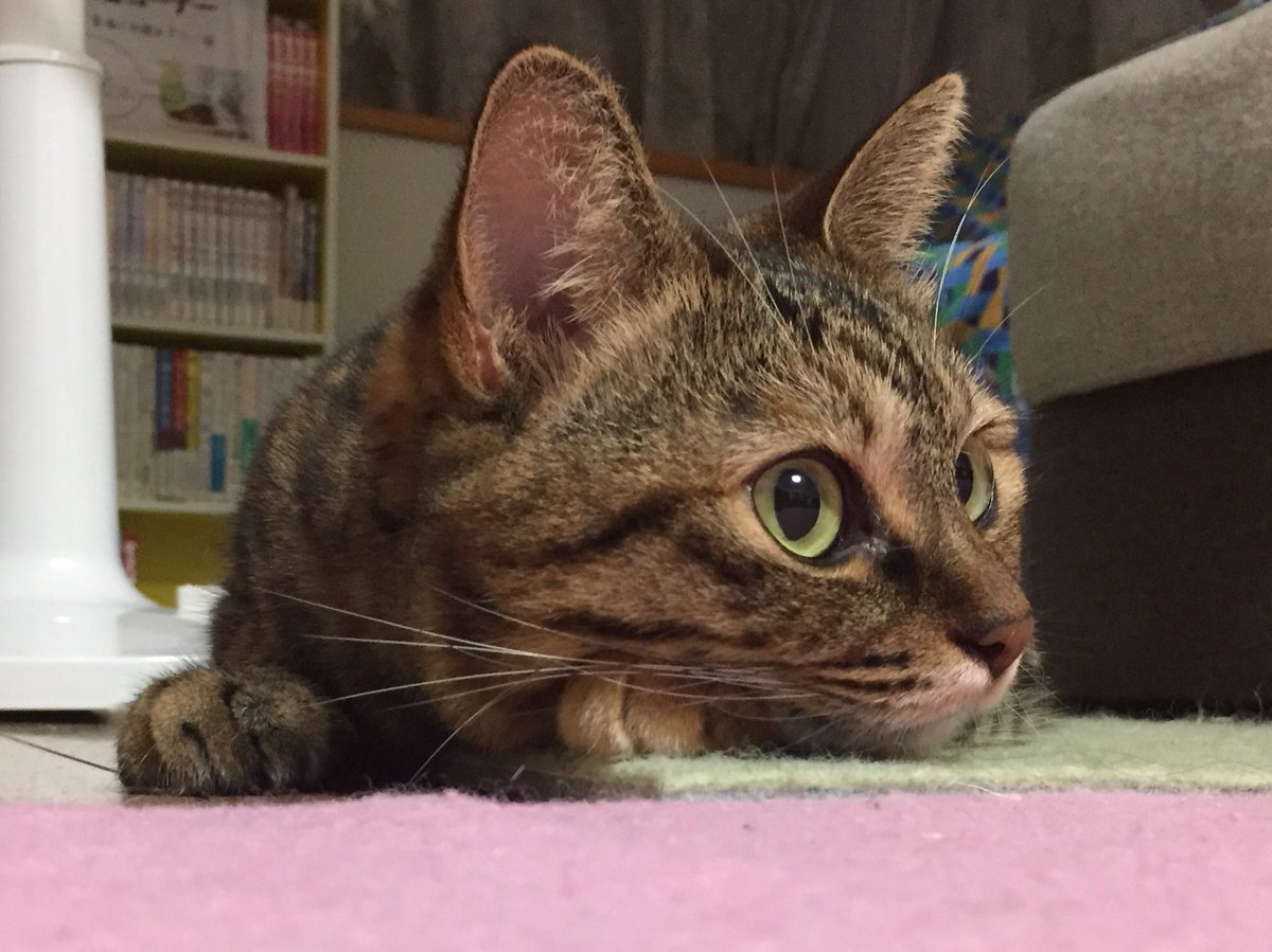 hottospace_r's tweet photo. 忙しくて4コマ描けてないのでお詫��のふぅちゃんです
#ねこ #猫 #誰も4コマ待ってないから大丈夫だろ https://t.co/8yQ7YPSBZ9