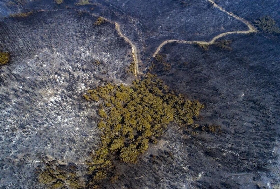 KarsiyakaSK's tweet photo. 🌲 Karşıyaka Spor Kulübü'nden Yeşil Seferberlik 🌲

İzmir’in 3 ilçesinde çıkan ve ormanlarımızı adeta "kırmızı"ya bürüyen orman yangınına Başkanımız Turgay Büyükkarcı ve yönetimimiz ağaçlandırma seferberliği başlatarak, "Yeşil" dedi. https://t.co/vXR3crFIch