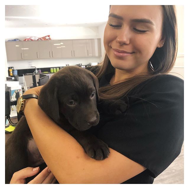 filed_ai's tweet image. Meet our newest Junior Software Developer, Archie 🐶 ift.tt/2KZ3Bf4