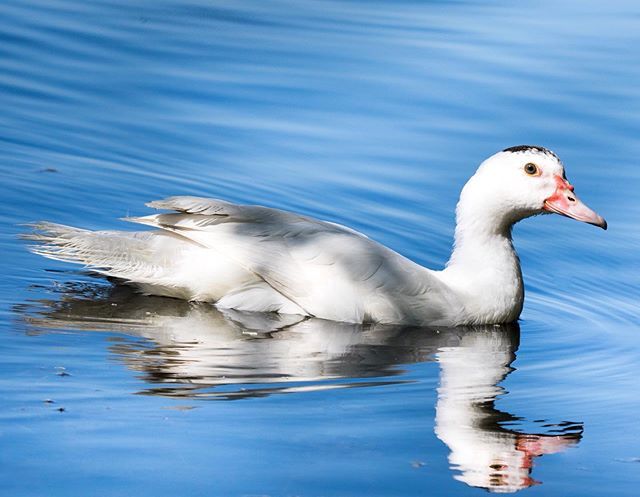 Muscovy on the loose at Musselman's Lake #muscovyduck #muscovy #muscovyducks #muscovyducksofinstagram #muscovyducklings #muscovys #muscovyduckling #lenscoat #mywstown #musselmanslake #musselmanlakephotography #stouffville #lakelife #weatherchannel #pro