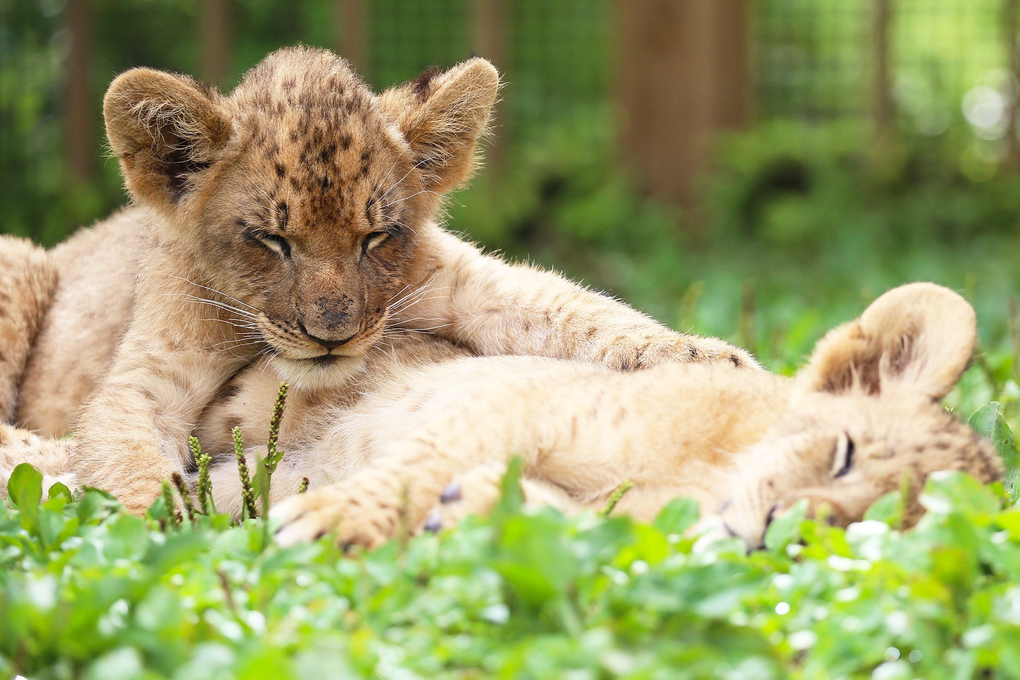 富士サファリパーク公式 実を言うと ぐっすり寝ている赤ちゃんの上で もう1頭の赤ちゃんが寝てました モフモフの上で寝る ライオンの赤ちゃん特別展示 双子のお昼寝タイム 富士サファリパーク T Co Dnsm9vck0e T Co