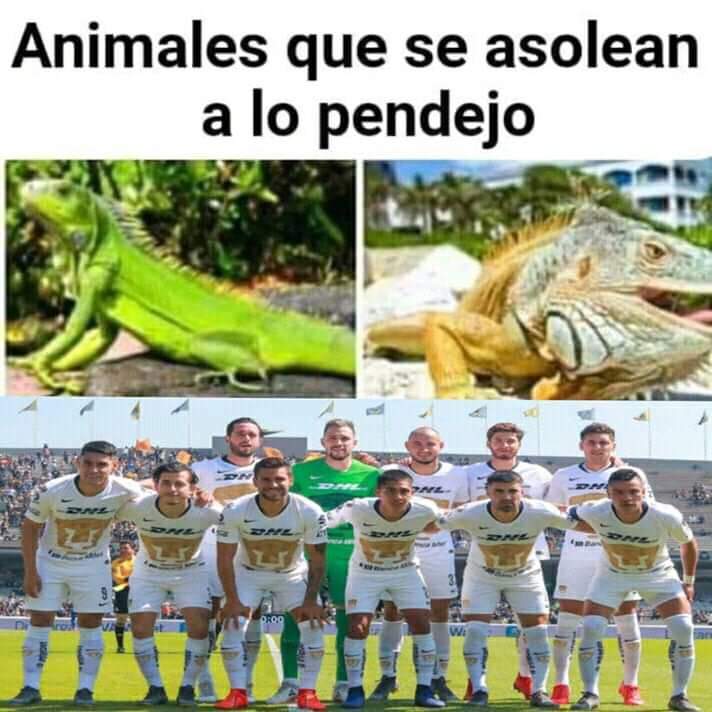 edvi185's tweet image. @PulpiBot @jrsestaca  @EVIDEGARAY