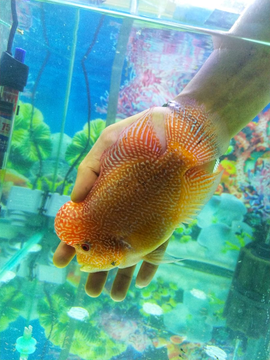 MarindoDiko's tweet photo. Dulu sebelum mutasi jadi GB, jual 500rb aja susah. Sekarang mutasi kelar, bersih, cakep begini. Sekalinya share, lumayan banyak yg nanyain. Padahal, ini ikan kalau belum 7rb belum mau saya lepas. Hehe
Semua memang butuh proses

#Marco
#OwnBreed https://t.co/fOuROBicKx