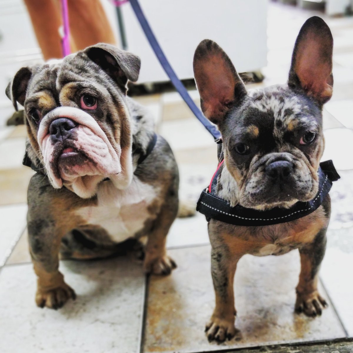 bubblesofongar's tweet photo. 'Ivy' and 'Delilah' definitely rock the camo look 
.
#bubblespetcareongar #bubblesofongar #treats #dogs #rawfood #rawtreats #puppy #healthydogfood #petshop #ongar #omg #petshopongar #cutedog #cutedogs #essex #Tuesday #dogsofinstagram #frenchie #frenchbulldog #englishbulldogs https://t.co/w6PJ5mXzOG