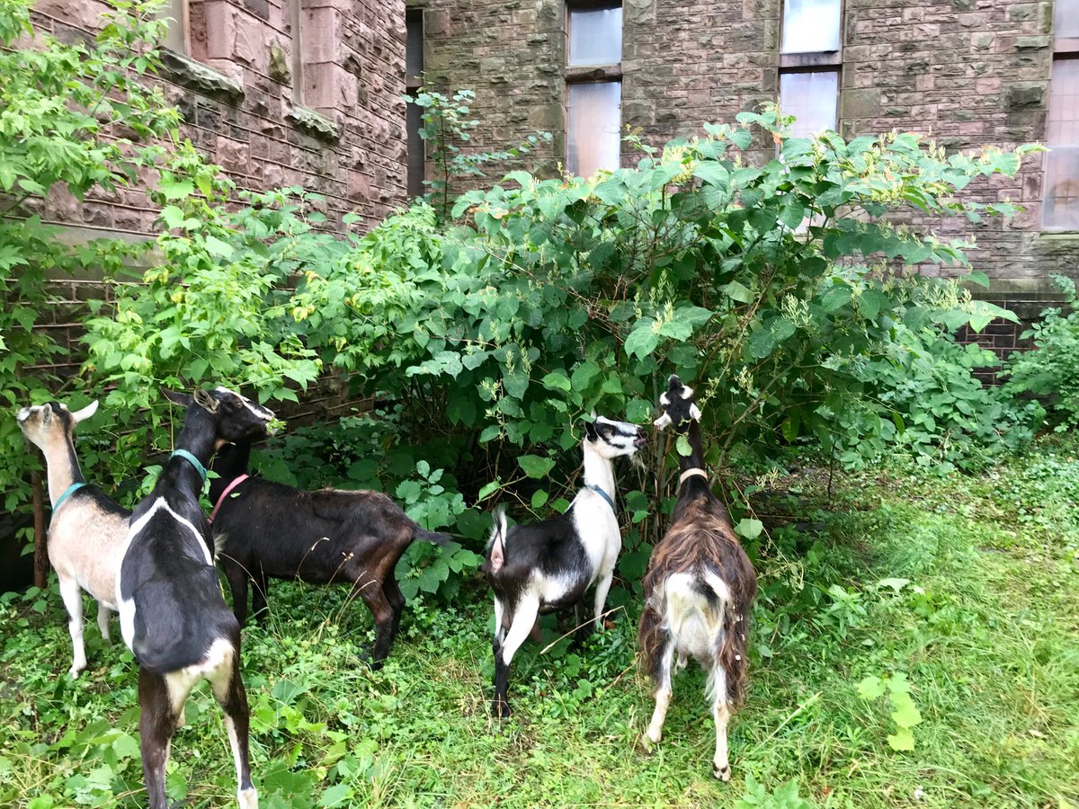 WBEN's tweet photo. Goatscaping in the city of Buffalo.
https://t.co/wjq34E4y5S @RichardsonCtr https://t.co/JhvZcxoaJ8