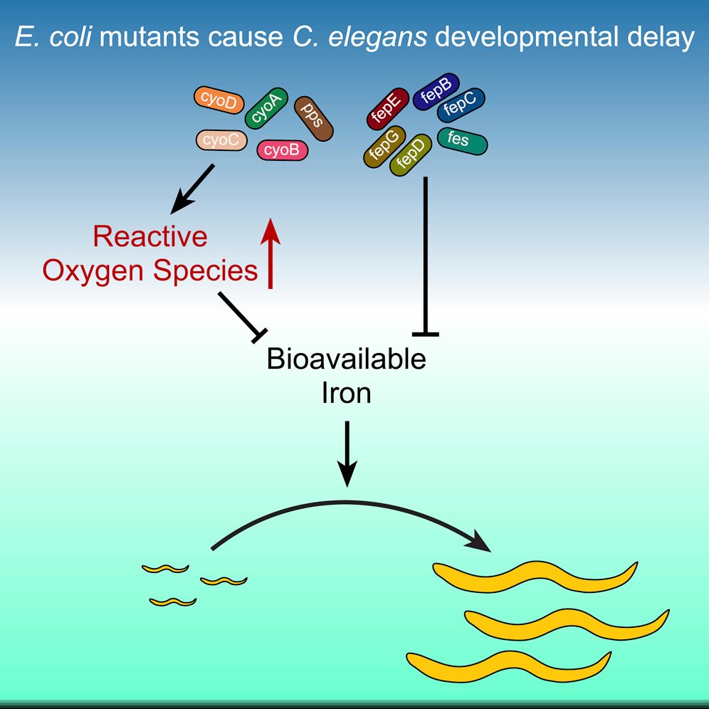 combination therapy in