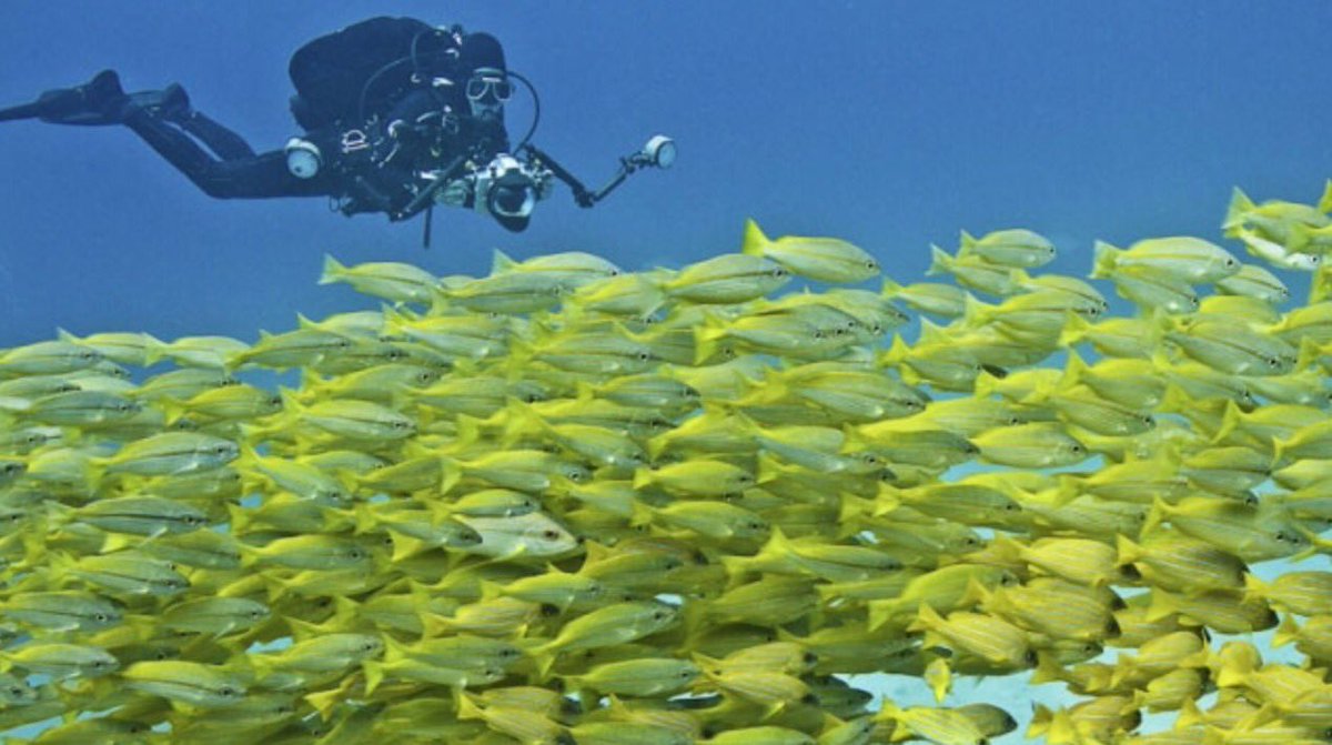 prettykansas's tweet photo. Scuba diving in the kansas river is a must! Just look at these gorgeous photos captured! 😍 Make sure you watch out for the sharks 🤫👀😵 https://t.co/xDsMDU8GEu