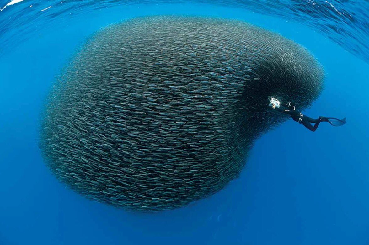 prettykansas's tweet photo. Scuba diving in the kansas river is a must! Just look at these gorgeous photos captured! 😍 Make sure you watch out for the sharks 🤫👀😵 https://t.co/xDsMDU8GEu