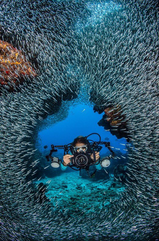 prettykansas's tweet photo. Scuba diving in the kansas river is a must! Just look at these gorgeous photos captured! 😍 Make sure you watch out for the sharks 🤫👀😵 https://t.co/xDsMDU8GEu