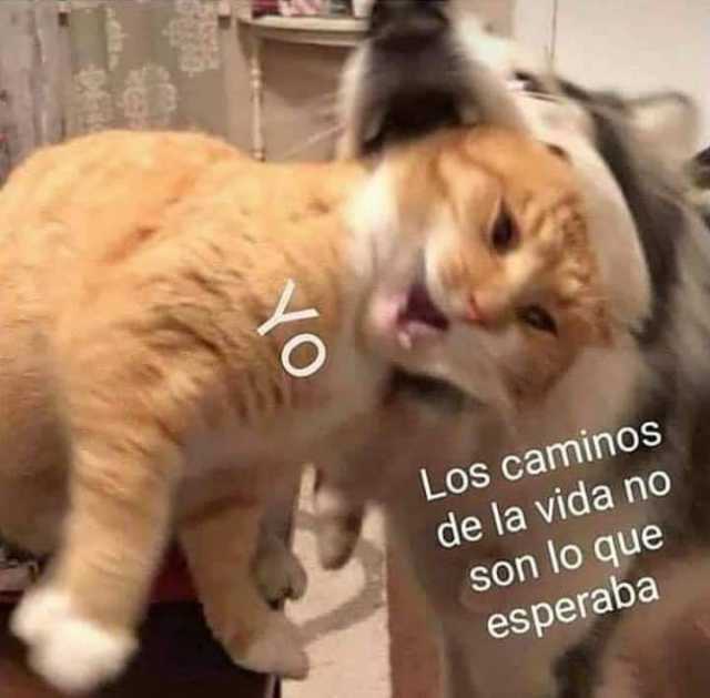 Dopl3r A Twitter Los Caminos De La Vida No Son Lo Que Esperaba Yo Esperar Caminar Cancion Vida Memestvcinemusica Memes Memesespanol Momos Momazos Dopl3r Https T Co Bibcccxyuu