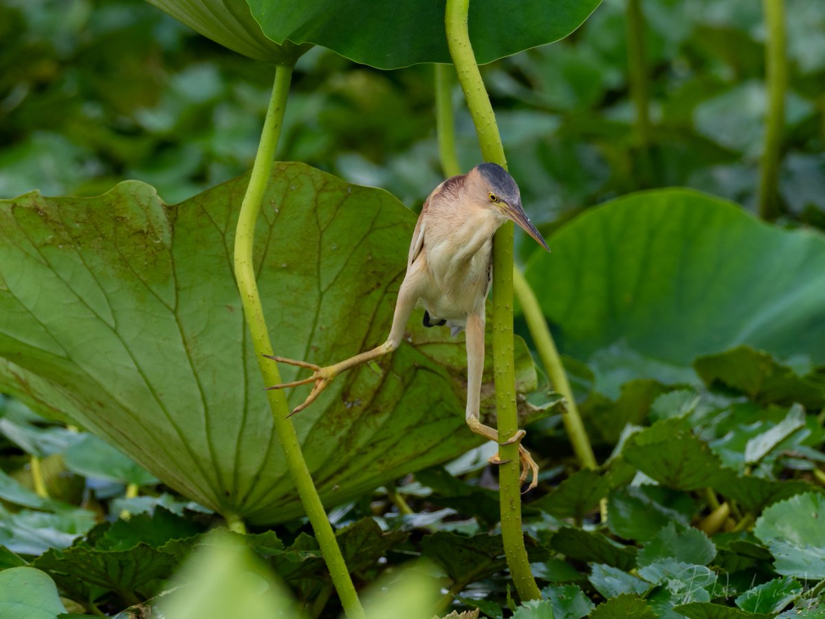 Monty Monty 一つ一つの動きが何だか面白い鳥です