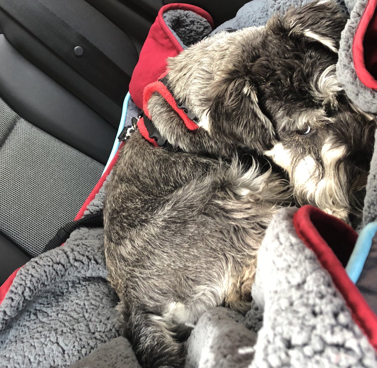 MabelSchnauzer's tweet photo. Take me home now hoomum I be dog tired 💤💤🐾 https://t.co/fpR3q1AxSX